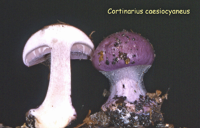 Cortinarius caesiocyaneus-amf648.jpg - Cortinarius caesiocyaneus ; Syn: Cortinarius caerulescens var.caesiocyaneus ; Nom français: Cortinaire gris-bleu